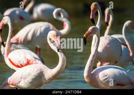 Rosaflamingo (Phoenicopterus Roseus) Stockfoto