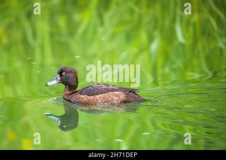 Getuftete Ente oder getuftete Pochard (Aythya fuligula), weiblich. Stockfoto