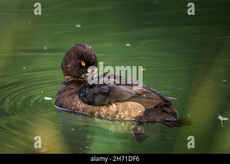 Getuftete Ente oder getuftete Pochard (Aythya fuligula), weiblich. Stockfoto
