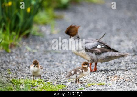 Gewöhnlicher Merganser oder Gänsehaut (Mergus merganser), Weibchen und Jungen Stockfoto