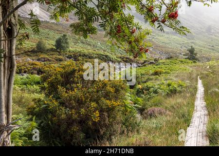 Bergasche oder Rowan-Baum mit Redbeeren bei St. Kevins Way, Glendasan, County Wicklow, Irland, Stockfoto