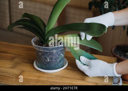 Orchidee-Obacht, wie man ein Orchideenblatt schneidet. Entfernen einer beschädigten Orchidee Phalaenopsis Blumenblätter. Weibliche Hände schneiden beschädigte Blätter von Topforchidee Stockfoto