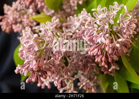 Die Frühlingsblüte Flieder auf Hintergrund grünen Blatt.der natürliche Hintergrund aus schöner Farbe.Horizontale Fotografie am Sonnentag Stockfoto