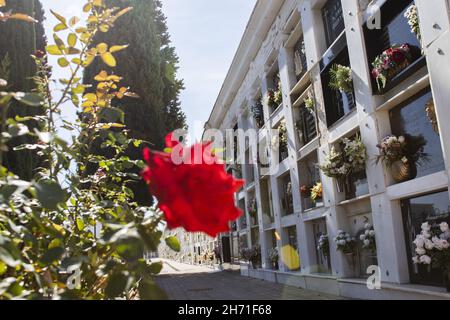 HUELVA, SPANIEN - 17. Okt 2021: Eine wunderschöne rote Rose auf dem Friedhof der Stadt Huelva in Spanien, Allerheiligen, 1st. November. Stockfoto