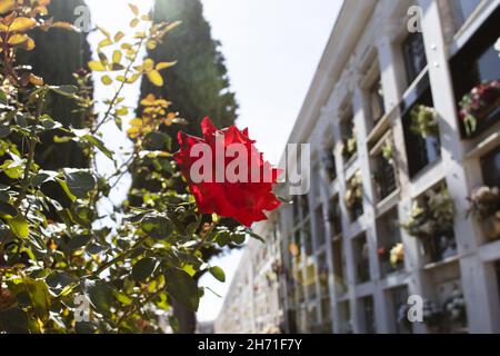 HUELVA, SPANIEN - 17. Okt 2021: Eine wunderschöne rote Rose auf dem Friedhof der Stadt Huelva in Spanien, Allerheiligen, 1st. November. Stockfoto