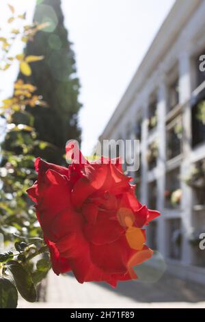 HUELVA, SPANIEN - 17. Okt 2021: Eine wunderschöne rote Rose auf dem Friedhof der Stadt Huelva in Spanien, Allerheiligen, 1st. November. Stockfoto