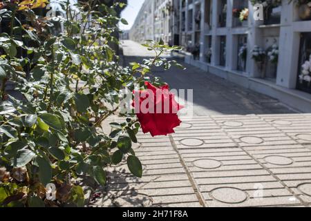 HUELVA, SPANIEN - 17. Okt 2021: Eine wunderschöne rote Rose auf dem Friedhof der Stadt Huelva in Spanien, Allerheiligen, 1st. November. Stockfoto