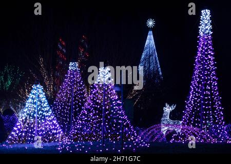 Beleuchtete Weihnachtsbäume bei Winter Lights Veranstaltung im North Carolina Arboretum - Asheville, North Carolina, USA Stockfoto