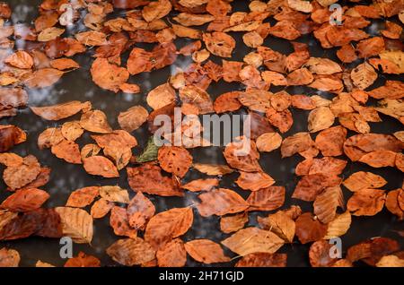 Braune Blätter der Gemeinen Buche (Fagus sylvatica) in einer Wasserpfütze in einem Wald im Herbst Stockfoto