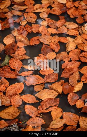 Braune Blätter der Gemeinen Buche (Fagus sylvatica) in einer Wasserpfütze in einem Wald im Herbst Stockfoto