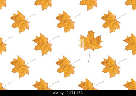 Nahtloses Muster aus trockenen orangefarbenen Herbstahornblättern isoliert auf weißem Hintergrund Stockfoto