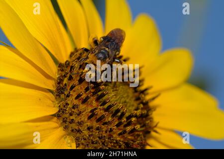 Nahaufnahme einer Bumble Bee auf einer Sonnenblume, bedeckt mit gelbem Pollen Stockfoto