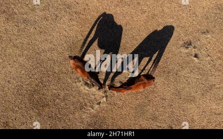 Aus der Vogelperspektive betrachten wir zwei Rotbucht-Pferde, die auf einem trockenen Herbstfeld Heu fressen, wobei die Morgensonne ihre Schatten neben ihnen wirft Stockfoto