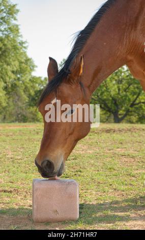 Bay Horse leckt einen Spuren-Mineralblock, um ihn mit Salz und anderen Nährstoffen aufzufüllen; in einer grünen Sommerweide Stockfoto