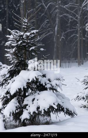 Eine Tanne in einer tiefen Schneedecke auf dem Hintergrund eines Nadelwaldes im Morgennebel Stockfoto