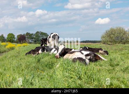 Gruppenkühe am Sommerabend gemütlich zusammen als Herde auf der Wiese liegend, friedlich und glücklich, eine Kuh schaut nach oben und dreht den Kopf rückwärts Stockfoto