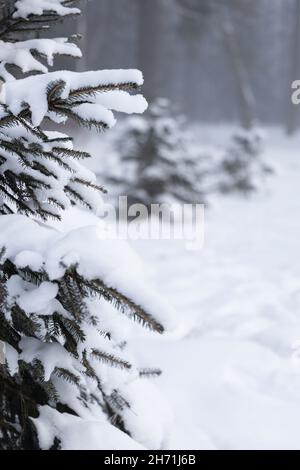 Mit Schnee bedeckte Fichtenzweige und der rechte Teil des Fotos mit einer verwackelten vertikalen Ausrichtung im Hintergrund Stockfoto