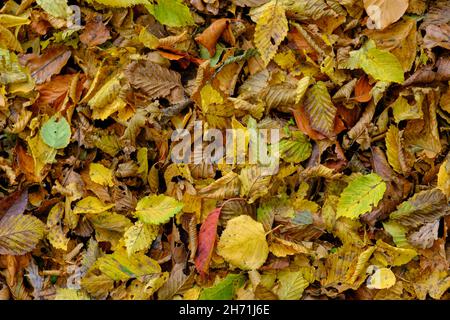 Herbst Blatt Hintergrund Stockfoto