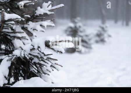 Fichtenzweige mit Schnee bedeckt und der rechte Teil des Fotos mit einem verschwommenen Hintergrund mit Silhouetten von zwei Tannen Stockfoto