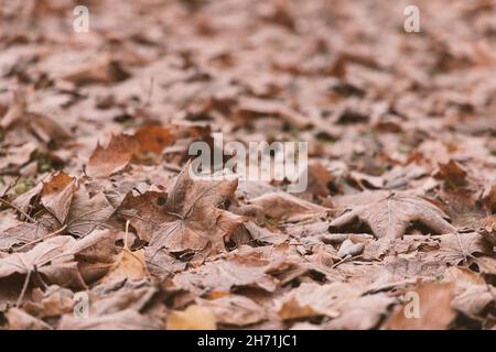 Selektive Fokussierung auf gefallene Ahornblätter mit etwas morgendlicher Reifbildung Stockfoto