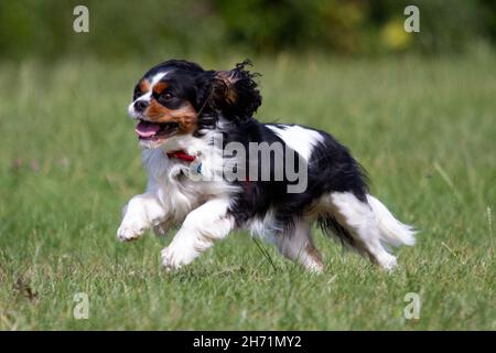 Cavalier King Charles Spaniel Stockfoto
