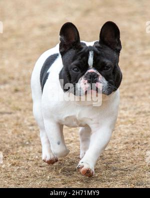 Französische Bulldogge auf einer Hundeausstellung Stockfoto