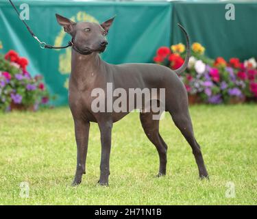 Xoloitzcuintle der mexikanische haarlose Hund Stockfoto