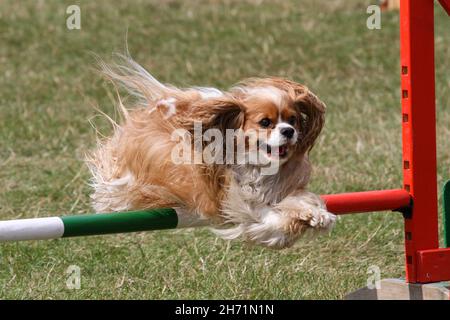 Cavalier King Charles Spaniel konkurriert in Agilität Stockfoto
