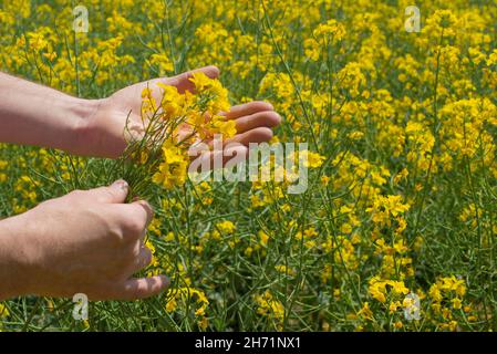 Rapsblumen, die in menschlicher Hand auf dem Hintergrund des oilsaed feeld gehalten werden Stockfoto