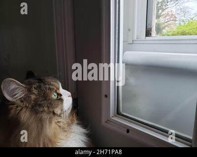 Eine Ragamuffin-Katze starrt aufmerksam nach draußen Stockfoto