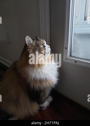 Eine Ragamuffin-Katze starrt aufmerksam nach draußen Stockfoto