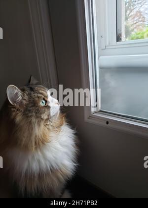 Eine Ragamuffin-Katze starrt aufmerksam nach draußen Stockfoto