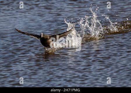 Eurasischer Ruß (Fulica atra) läuft mit Wasserspritzern auf Wasser Stockfoto