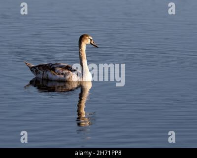 Juveniler stuter Schwan (Cygnus olor) auf Wasser mit Spiegelung Stockfoto