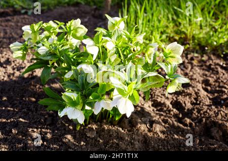 Helleborus im Bio-Garten, bekannt als Winterrose, Weihnachtsrose und Fastenrose. Familienname Ranunculaceae, Wissenschaftlicher Name Hellebores Stockfoto