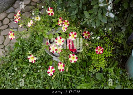 Petunia, rote weiße Petunien im Topf. Vintage oder ländliche Gartengestaltung üppig blühenden bunten gemeinsamen Garten Petunien in einem alten Topf verschwommen Hintergrund. Stockfoto