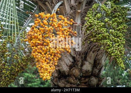 Nahaufnahme der gelben und grünen Früchte der Pindo-Gelee-Palme (butia capitata), die an einem Baum hängt Stockfoto