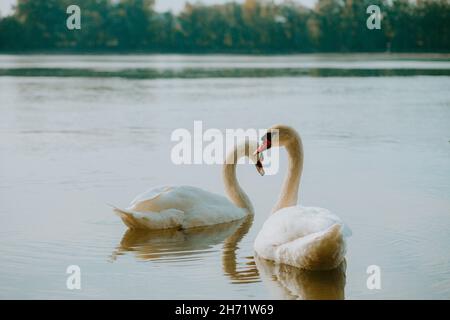 Ein paar glückliche Schwäne schwimmen gemeinsam auf dem ruhigen Fluss Stockfoto