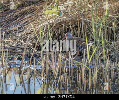 Water Rail, Teifi Marshes, Cilgerran, Wales Stockfoto