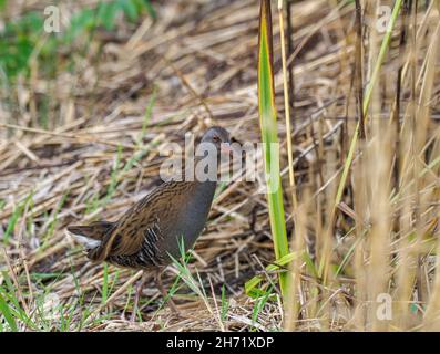 Water Rail, Teifi Marshes, Cilgerran, Wales Stockfoto