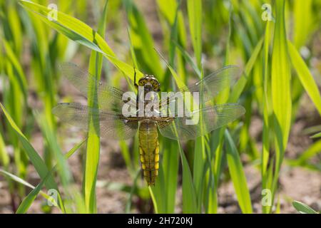 Plattbauch, Weibchen, Plattbauch-Libelle, Plattbauchlibelle, Libellula depressa, Platetrum depressum, Broad-body Chaser, Broadbody Chaser, Broad b Stockfoto