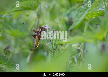 Plattbauch, Weibchen, Plattbauch-Libelle, Plattbauchlibelle, Libellula depressa, Platetrum depressum, Broad-body Chaser, Broadbody Chaser, Broad b Stockfoto