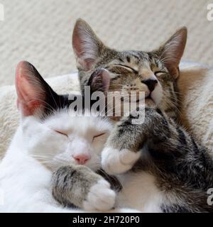 Schlafende Kätzchen lächeln im Bett Stockfoto