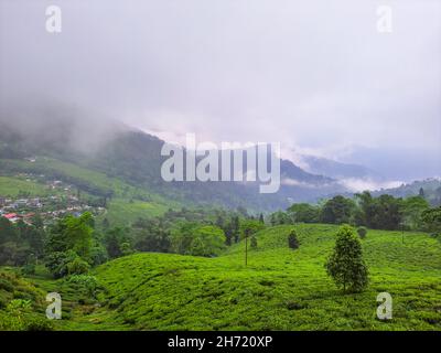 Teegarten in nebligen Bergkette erstaunliche Landschaft bedeckt mit Nebel am Morgen Bild wird in mirik darjeeling West bengalen indien aufgenommen. Stockfoto