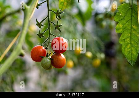 Trauben von reifen Tomaten in einem Gewächshaus reifen Tomaten auf einem Zweig im Treibhaus Stockfoto