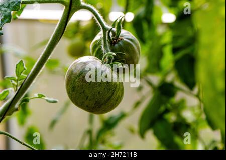 Tomaten von grünen Farben reifen auf einem Zweig im Gewächshaus, Nahaufnahme Stockfoto