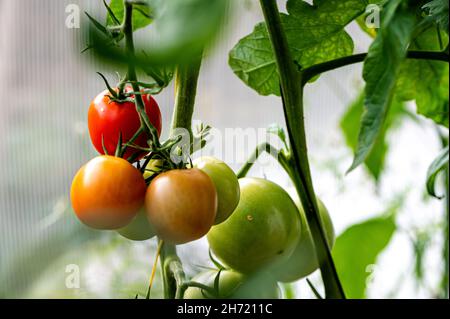 Trauben von reifen Tomaten in einem Gewächshaus reifen Tomaten auf einem Zweig im Treibhaus Stockfoto