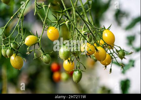 Trauben von reifen Tomaten in einem Gewächshaus reifen Tomaten auf einem Zweig im Treibhaus Stockfoto