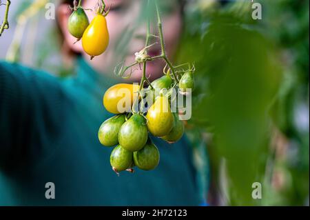 Trauben von reifen Tomaten in einem Gewächshaus reifen Tomaten auf einem Zweig im Treibhaus Stockfoto