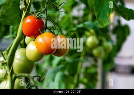 Trauben von reifen Tomaten in einem Gewächshaus reifen Tomaten auf einem Zweig im Treibhaus Stockfoto